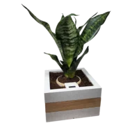 Smart Planter - Image 5