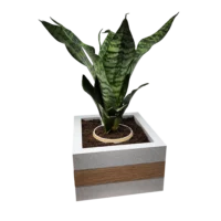 Smart Planter - Image 8