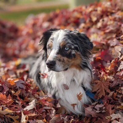 Finn Mascot - Image 10